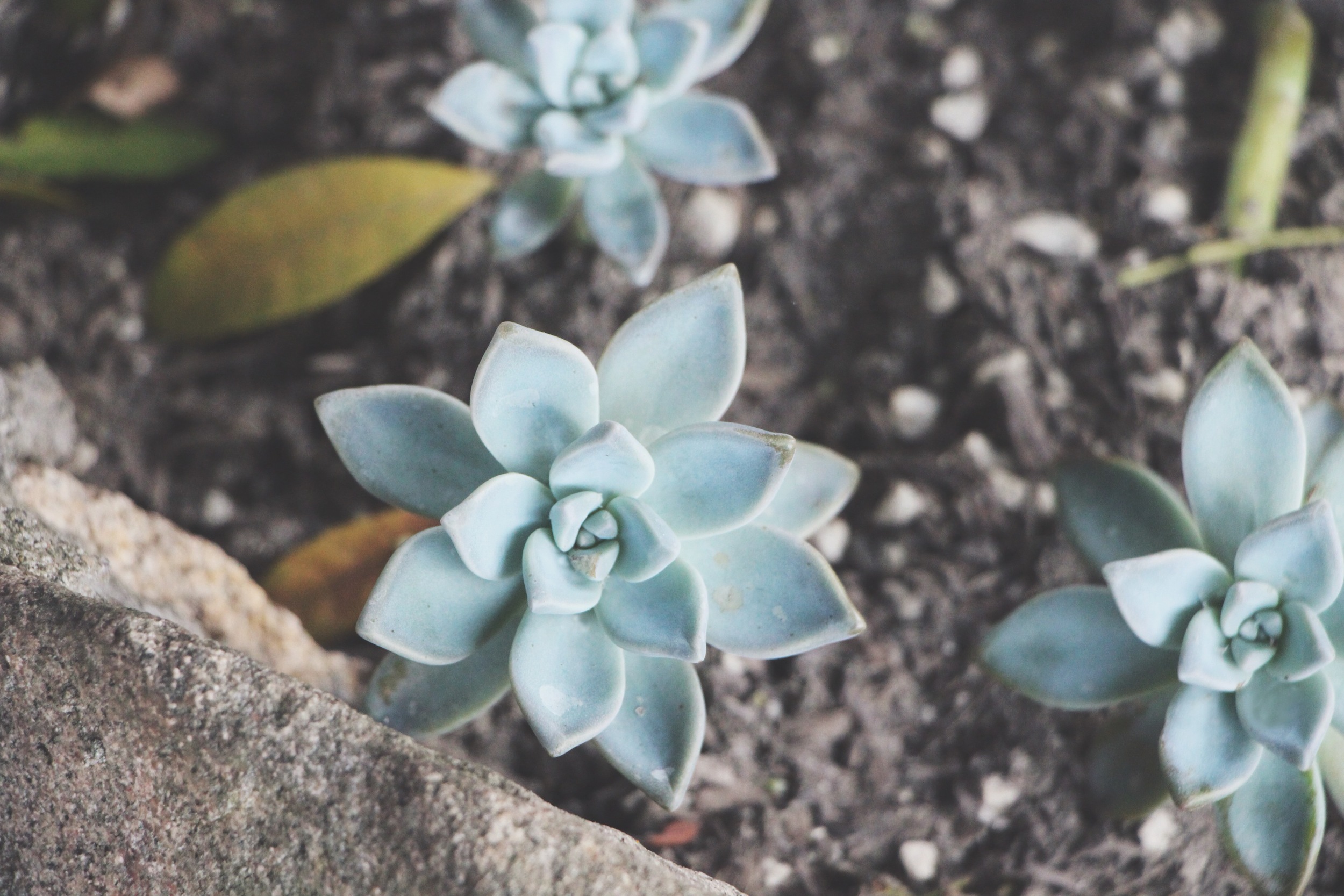 succulent-waterfall-needlesandleaves-net.jpg